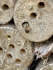 Osmia bicornis