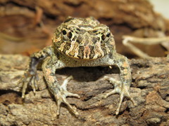 Odontophrynus carvalhoi