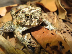 Odontophrynus carvalhoi