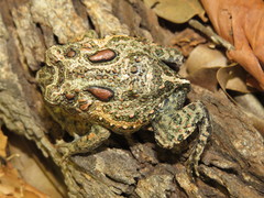 Odontophrynus carvalhoi