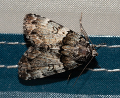 Allotria