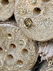 Osmia bicornis