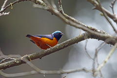 Elegant Euphonia photo 2
