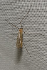 Limonia phragmitidis