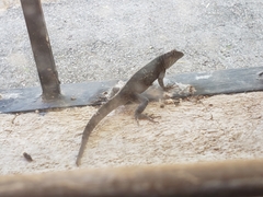 Sceloporus gadoviae
