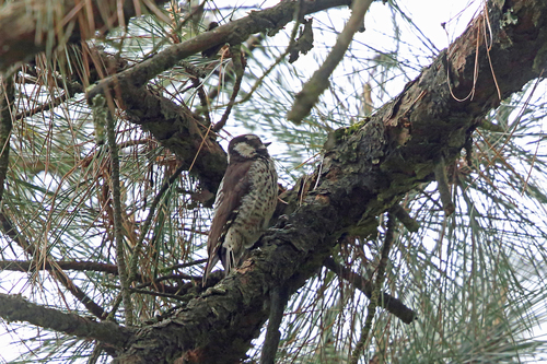 Leuconotopicus stricklandi