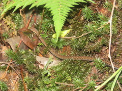 Hebius sarawacensis