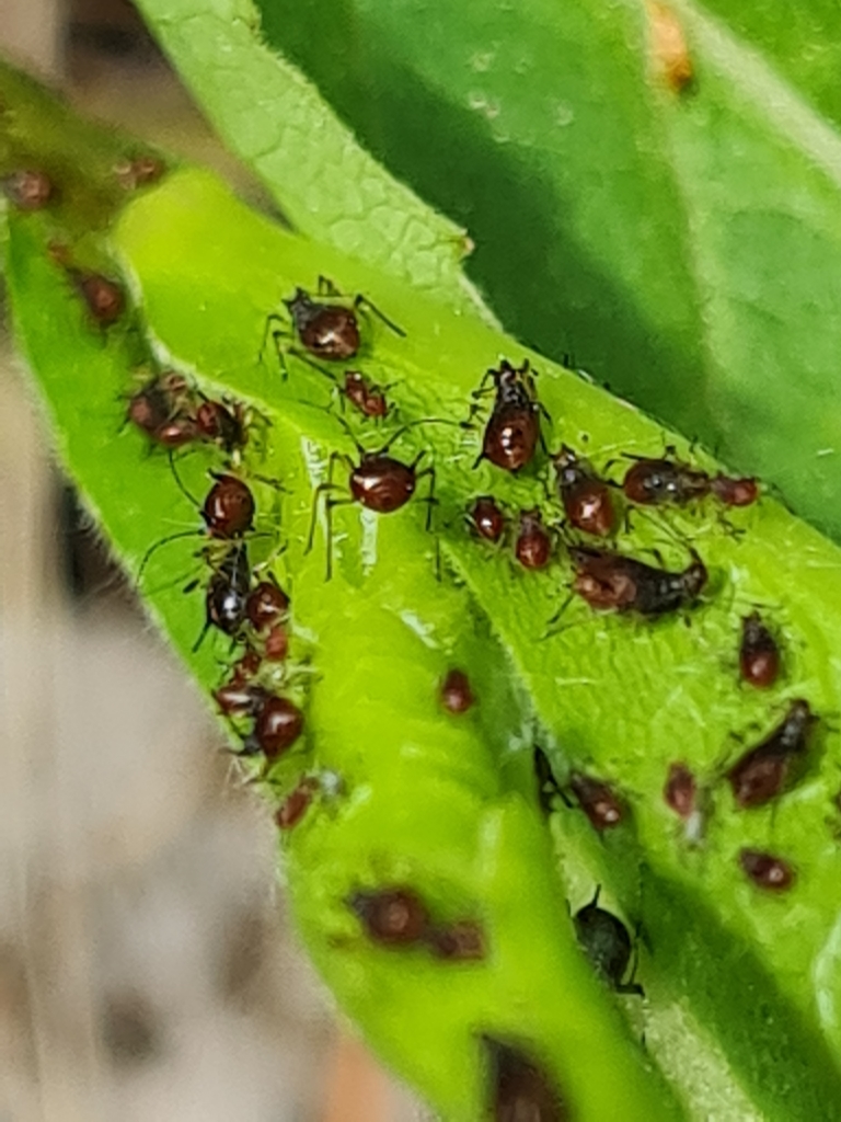 Goldenrod Aphid