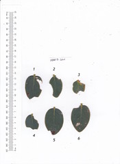Dendromecon harfordii