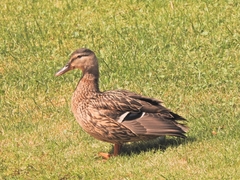 Anas platyrhynchos