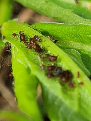 Uroleucon solidaginis