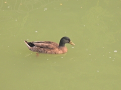 Anas platyrhynchos