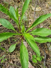 Uroleucon solidaginis