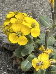 Erysimum menziesii