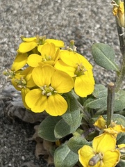 Erysimum menziesii
