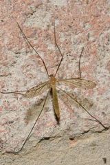 Limonia phragmitidis