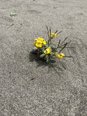 Erysimum menziesii