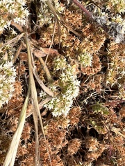 Chorizanthe howellii