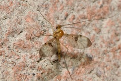 Macrocera phalerata
