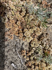 Chorizanthe howellii