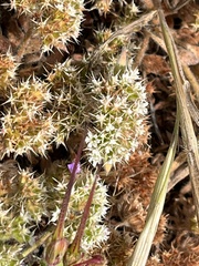 Chorizanthe howellii