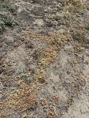 Chorizanthe howellii