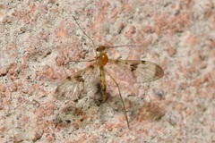 Macrocera phalerata