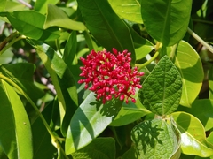 Pinochia corymbosa