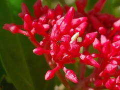 Pinochia corymbosa