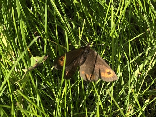 Common Alpine