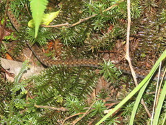 Hebius sarawacensis