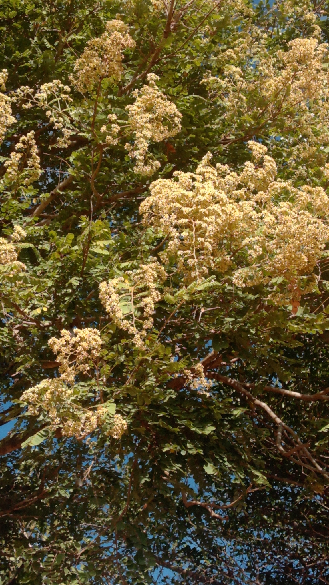 Imagem de Jacarandá-do-cerrado