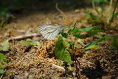 Pieris pseudorapae