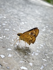 Thoressa monastyrskyi