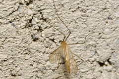 Limonia phragmitidis