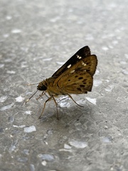 Thoressa monastyrskyi