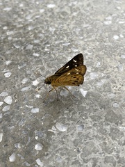 Thoressa monastyrskyi