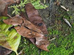 Anoplolepis gracilipes