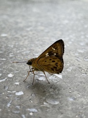 Thoressa monastyrskyi