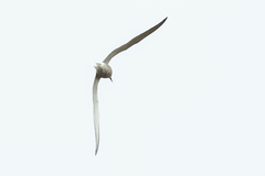 Sterna hirundo longipennis
