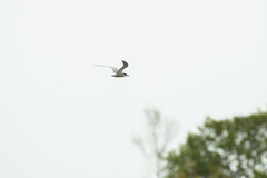 Sterna hirundo longipennis