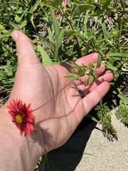 Gaillardia amblyodon