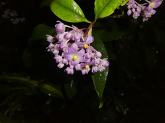 Ardisia opegrapha subsp. wagneri image