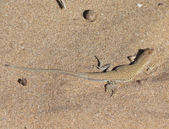 Acanthodactylus aureus