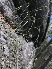 Poa interior