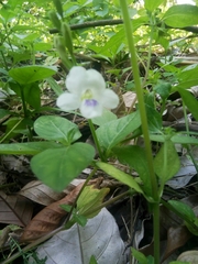 Asystasia intrusa