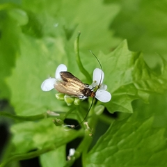 Cauchas rufimitrella