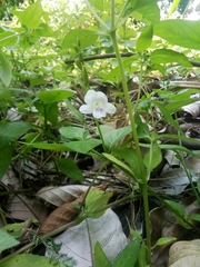 Asystasia intrusa