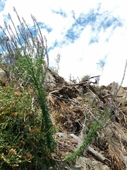 Anarrhinum bellidifolium