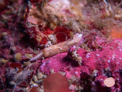 Odontoglaja